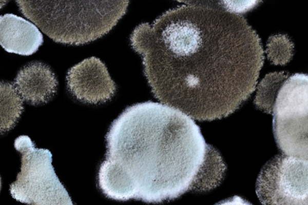 Mold damage under a microscope